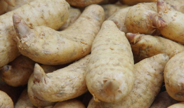 天麻豆的功效与作用,滋补养生，益智安神的天然良药